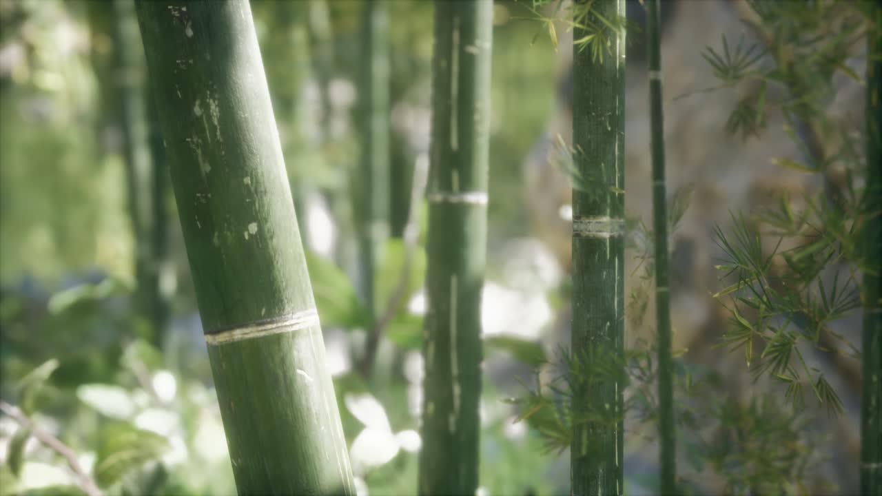 초록색 대나무 숲 배경