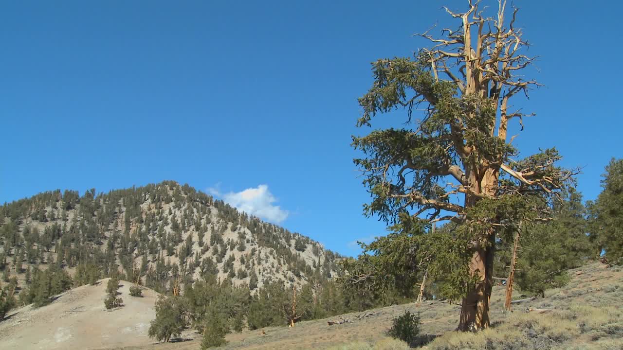viejos pinos de cono de cerda crecen en las montañas blancas de california