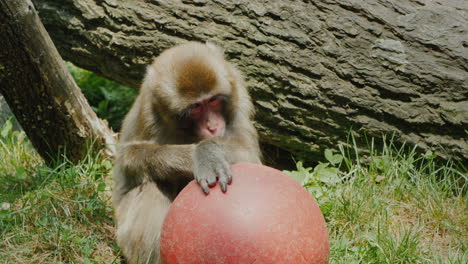 Funny-Japonés-Macaque-Plays-With-A-Red-Ball