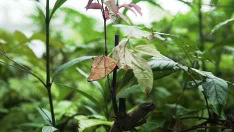 Vindula-Mariposa-Posada-Sobre-Las-Hojas-De-Un