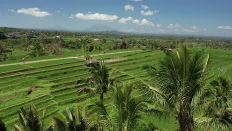 bali indonesia panoramic aerial view on rice terrace fields in island countryside on hot humid summer day