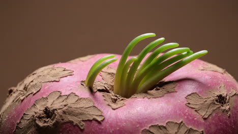 close-up of a sprouting root vegetable