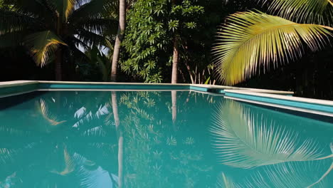 tropical pool with palm tree reflections