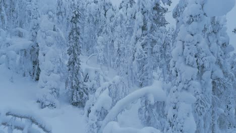 drone shot rising up in the winter spruce forest on the mountain