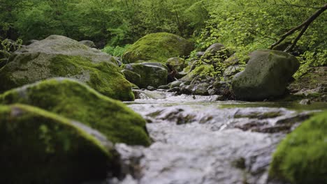 Río-De-Montaña-Verde-Cubierto-De-Musgo-En-El-Parque-Nacional-Daisen,-Tottori,-Japón