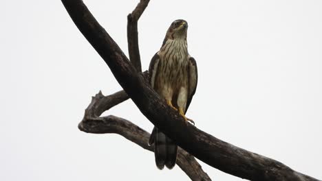 águila común en árbol uhd mp4 4k