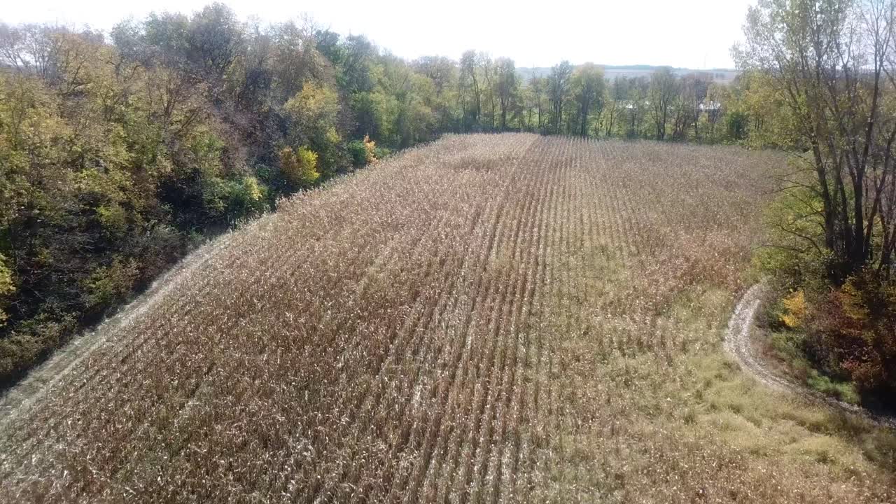 Drone flyover of a ready to be harvested corn field surrounded by timber in Midwest, USA