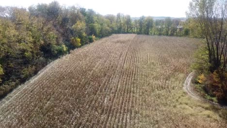 Drone-flyover-of-a-ready-to-be-harvested-corn-field-surrounded-by-timber-in-Midwest,-USA