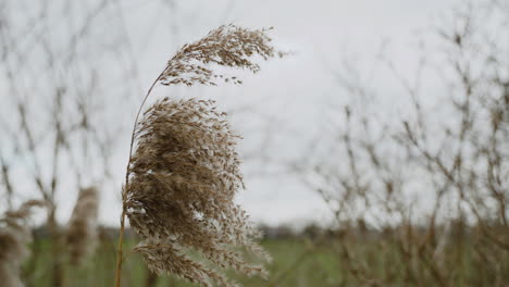 An-Einem-Grauen-Wintertag-Weht-Weizen-Im-Wind