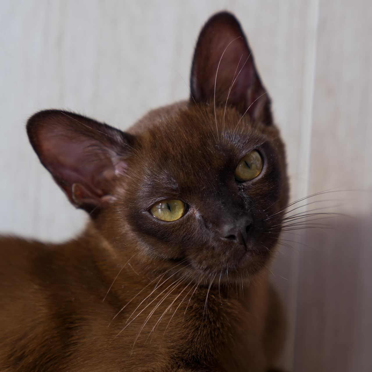Ritratto di gatto adorabile. Bellissimo gattino birmano con grandi occhi. Gattino di razza rilassato sdraiato a casa. Animale domestico. Primo piano.