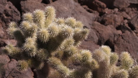 cactus in the desert, tight shot