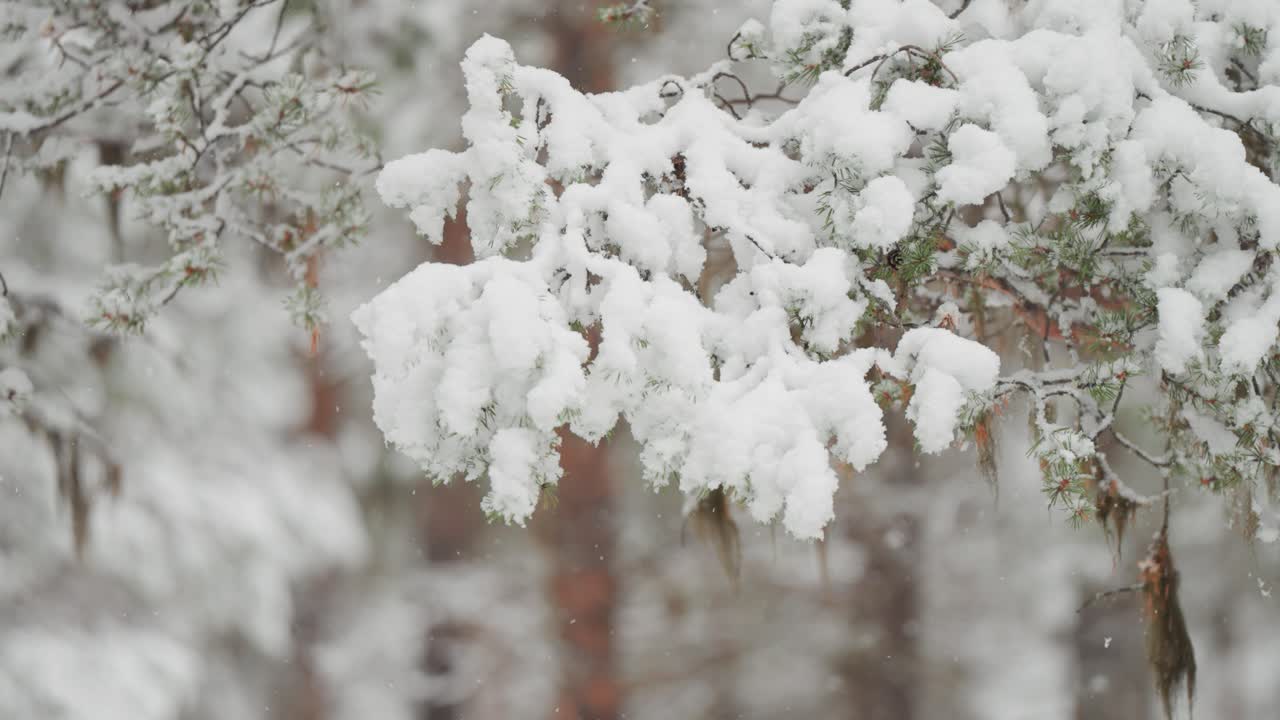 los pequeños copos de nieve cubren lentamente las ramas de un pino durante la primera nevada