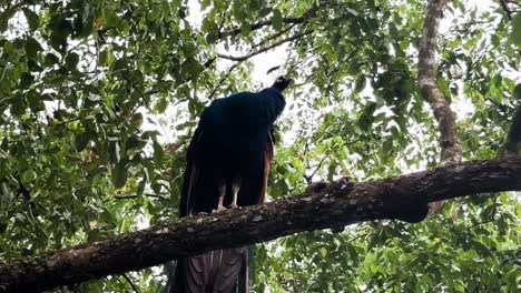 Peacock-Sitting-On-A-Tree-Branch-In-Forest-Of-Singapore