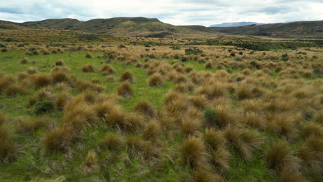 new zealands landscape with red tussock grass, protected area in southland near mossburn