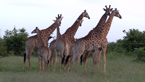 a small group of giraffe stand clumped closely together as a single giraffe casually walks past them