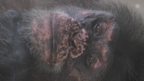 closeup of the face of an adult gorilla monkey closeup of the face of an adult gorilla monkey