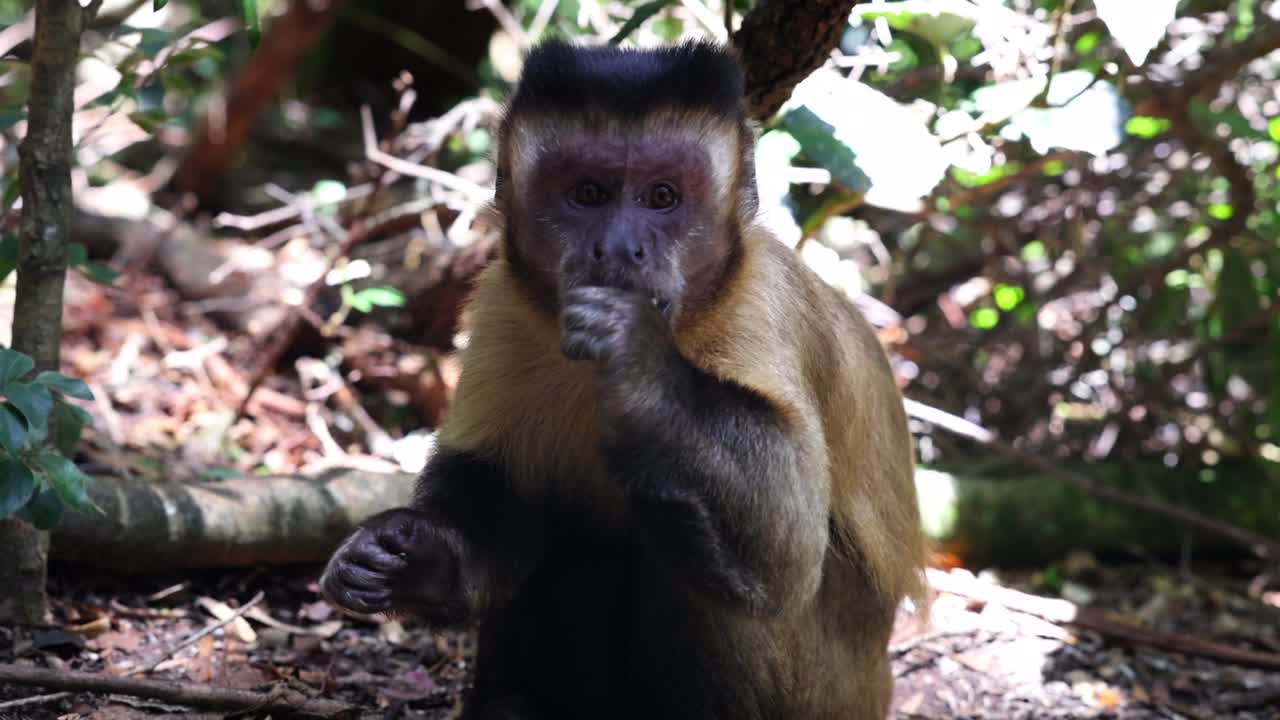 mono sentado en el suelo y comiendo. mamífero girando la cabeza y la cara hacia la cámara. animales en un parque de safari, sudáfrica