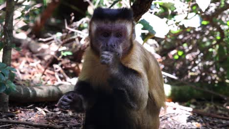Monkey sitting on ground and eating. Mammal turning head and face to camera. Animals in Safari park, South Africa
