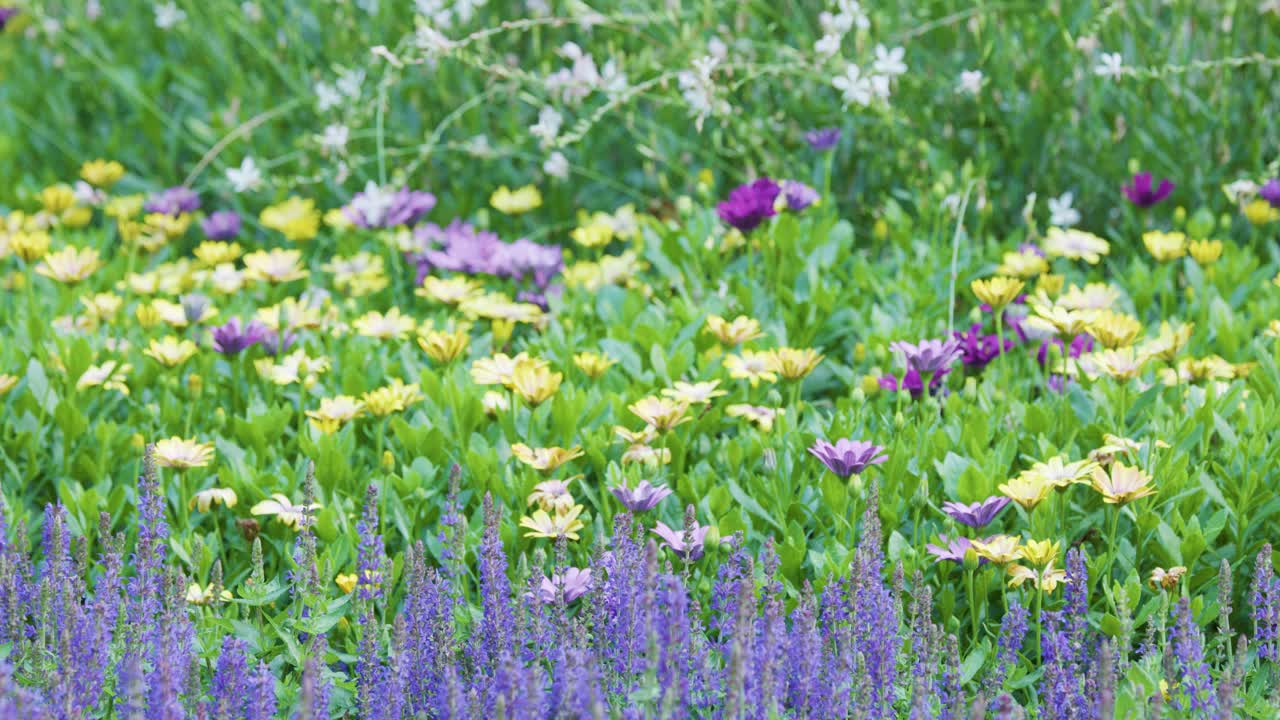 Insects pollinate blooming lavender and yellow wildflowers in a lush, sunlit Amsterdam garden
