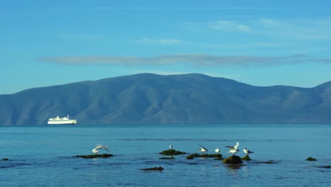 meeuwen vliegen over kalm helder water van de kust en staan op rotsen, wit schip en eilandbergachtergrond in de adriatische zee