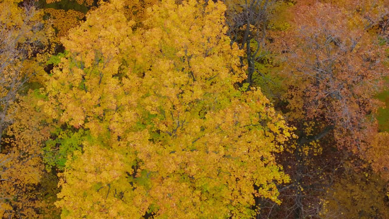 온타리오 주 칼레돈의 활기찬 노란색 가을 잎자루, 가을의 피크 시즌 동안, 공중 사진