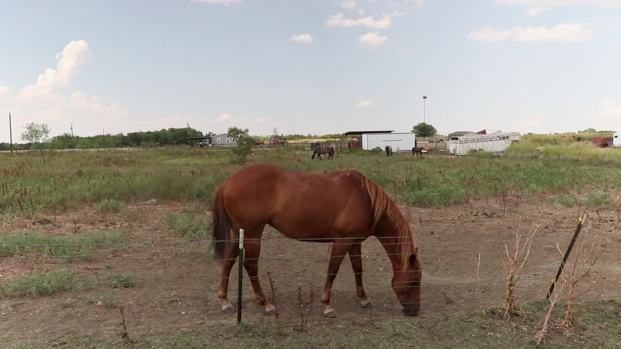 caballo en una granja local de texas comiendo a lo largo de la carretera.