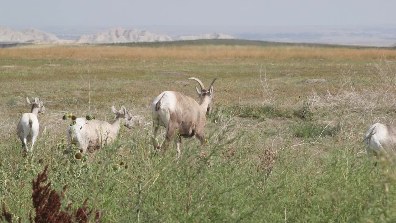 Famiglia di arieti al pascolo in un paesaggio di parco nazionale