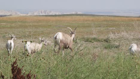 ram family grazzing in national park landscape