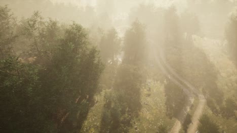 dirt-road-through-deciduous-forest-in-fog