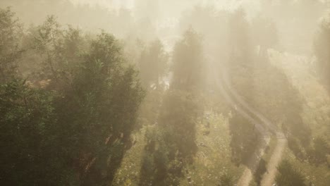 camino de tierra a través del bosque caducifolios en la niebla
