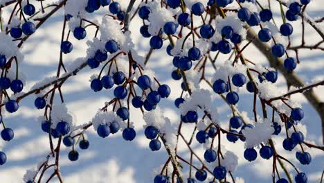 blue berries covered in snow