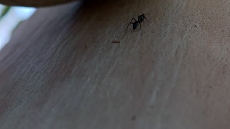 Primer-Plano-Macro-De-Hormiga-Negra,-Caminando-Sobre-Una-Gran-Rama-De-árbol,-Pisada-Y-Pulverizada-Por-El-Zapato-De-Un-Niño