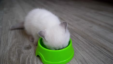 little kitten eats food. cute little kitten and bowl with food at home