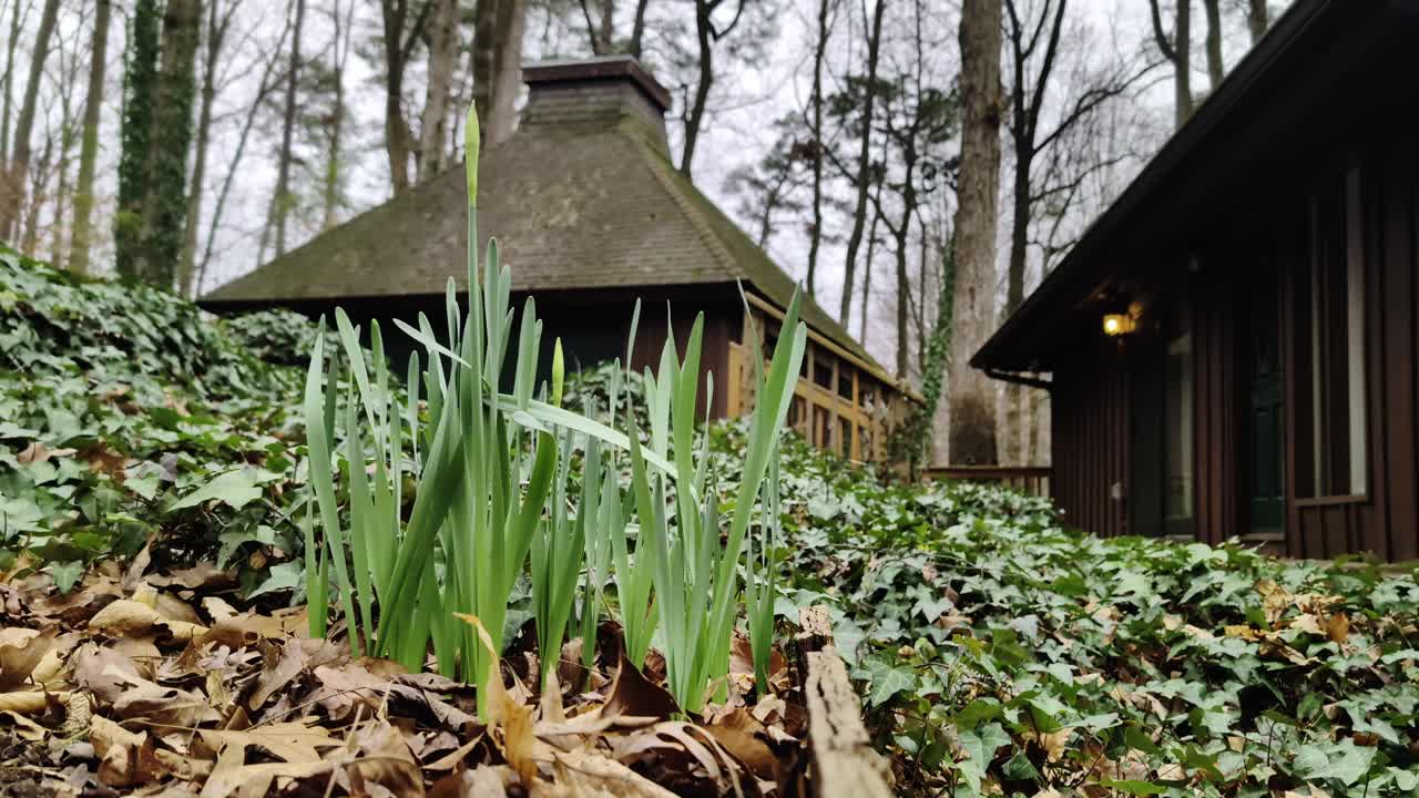 La veille de la tempête de verglas - Pousses de jonquilles vertes en Géorgie, États-Unis