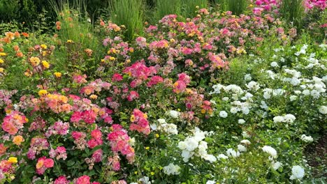 colorful roses in full bloom in a vibrant garden, showcasing various shades of pink, yellow, and white