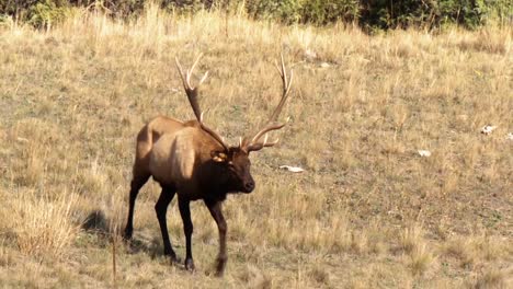 un alce macho se acerca a su rebaño por una gran montaña