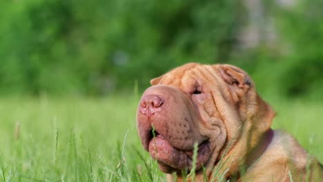 shar-pei dog in a field