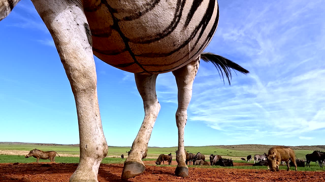 Plano a ras de suelo en la naturaleza africana con dos cebras que caminan sobre la cámara; animales al fondo