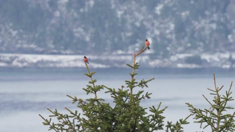 a couple of male eurasian bullfinch birds perching on conifer treetop