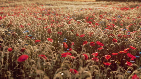 Wildblumenmischung-Mit-Mohn