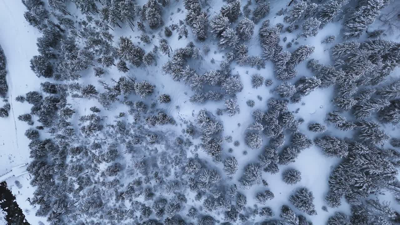 vista aerea della foresta innevata