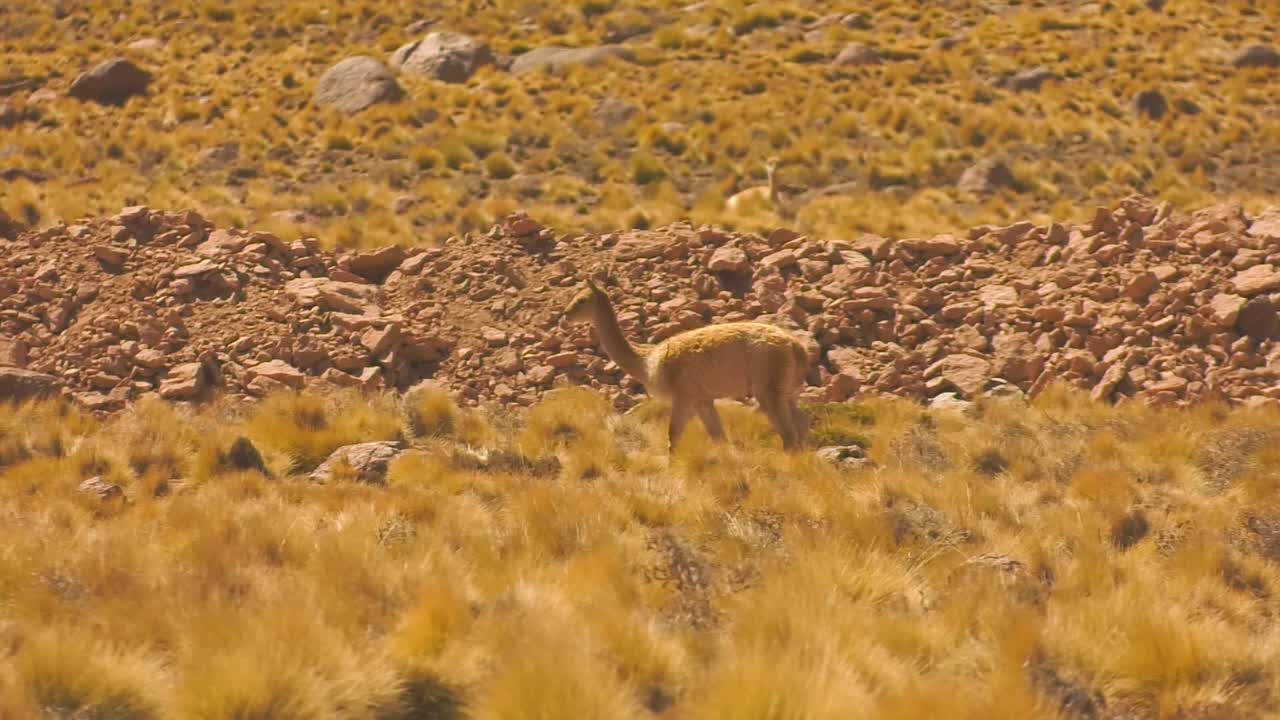 un gran acercamiento a una vicuña deambulando por el desierto alrededor de san pedro