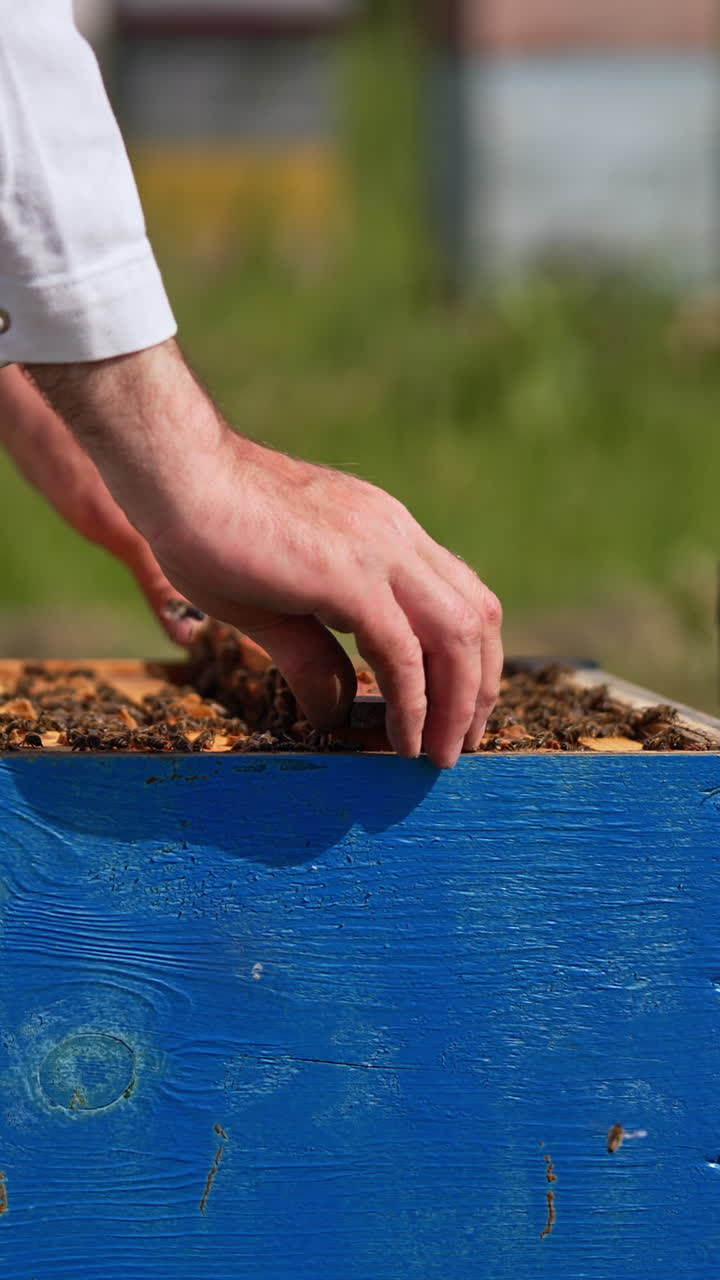 Beekeeper's hands hold a heavy frame stuck with bees. Apiarist puts a frame into the hive. Blurred backdrop. Vertical video