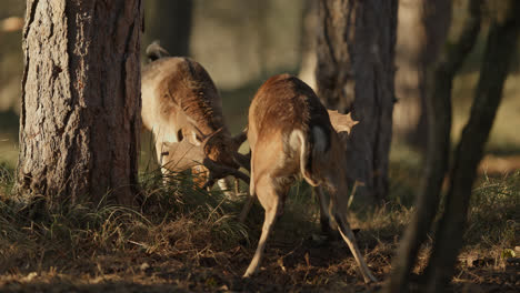 two stags fighting in the forest