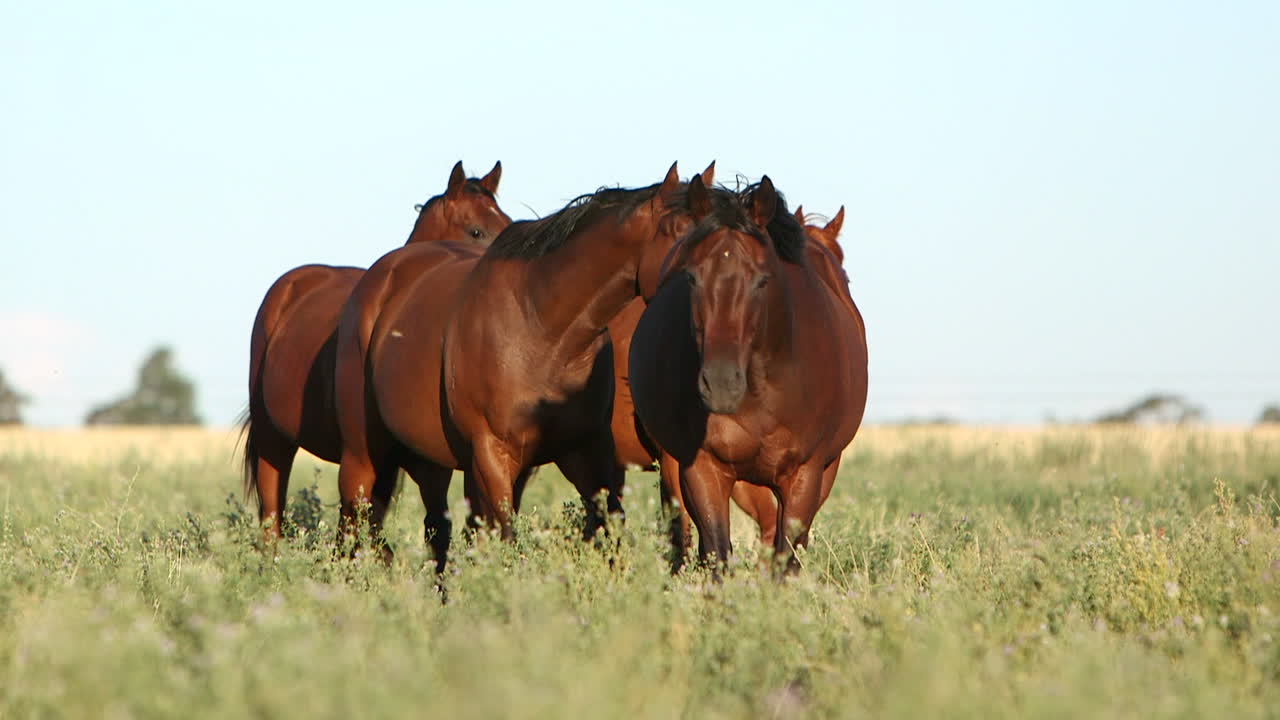 cámara lenta de caballos corriendo libremente en los campos