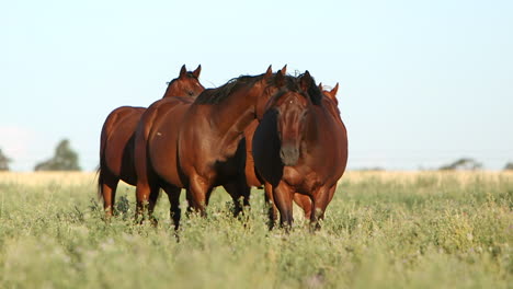 Slow-motion-of-horses-running-freely-in-fields