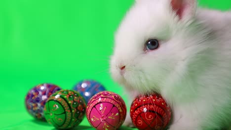white rabbit and soccer ball on green background. football game. hobbies for children. sports development. place for text. football goal. funny animal hare. high quality 4k footage