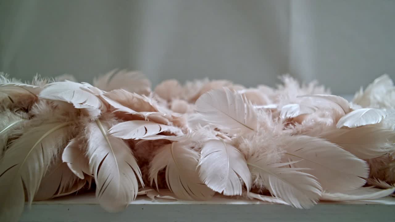 Lifting pale blush feather cluster fanning outward and gently settling on white ledge, softly lit