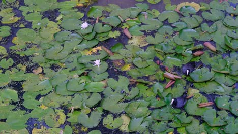 Erwachsene-Blässhuhnvögel-Füttern-Ihre-Küken-Während-Der-Brutzeit-Im-Sommer-Zwischen-Seerosen