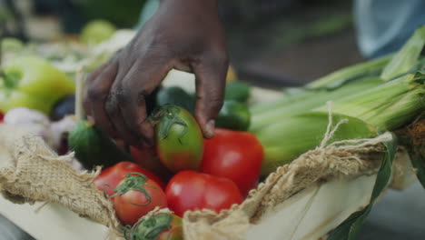 harvestingvegetables in garden